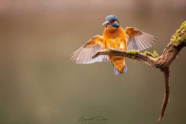 Martin-pêcheur d´Europe (Alcedo atthis) Common Kingfisher. Canon EOS 5Ds - Canon EF 500mm f/4 L IS II USM.